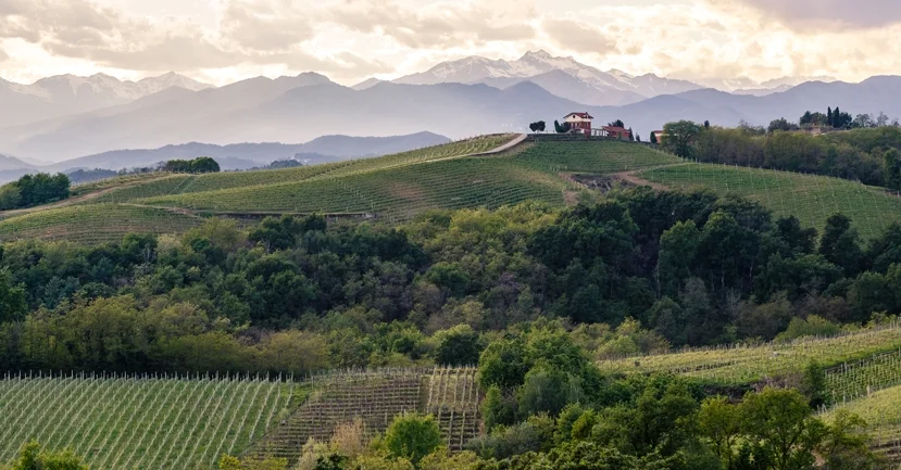 Vignoble du Piémont, Alpes en arrière-plan