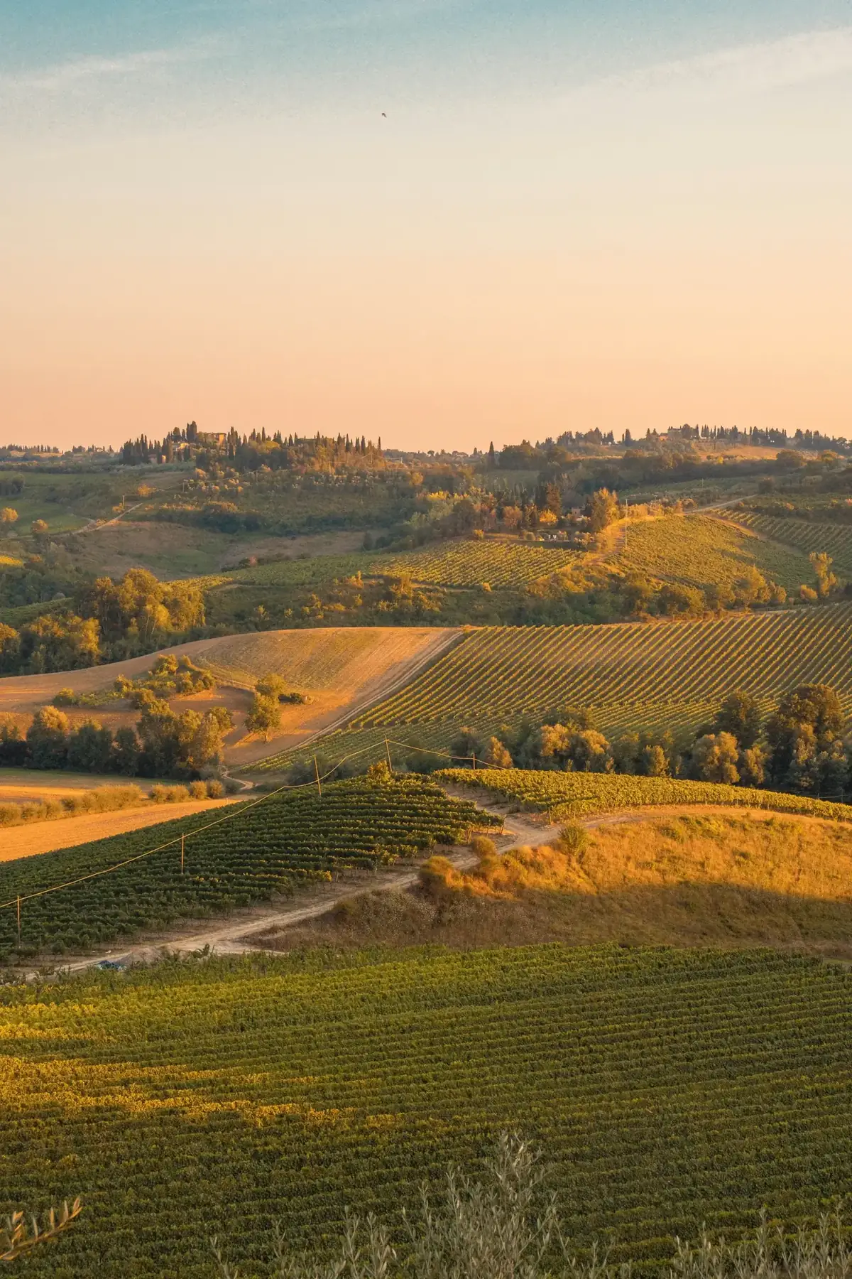 Vignoble de Provence au soleil couchant
