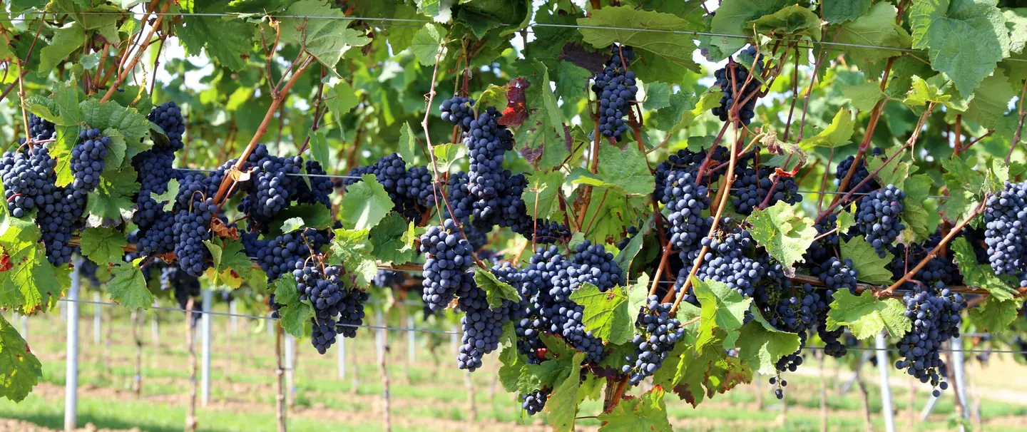 Vignoble de Saumur