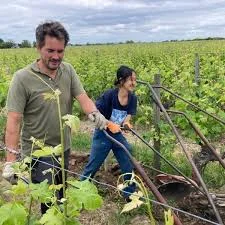 Dans les vignes à Turquant, Domaine La Chance