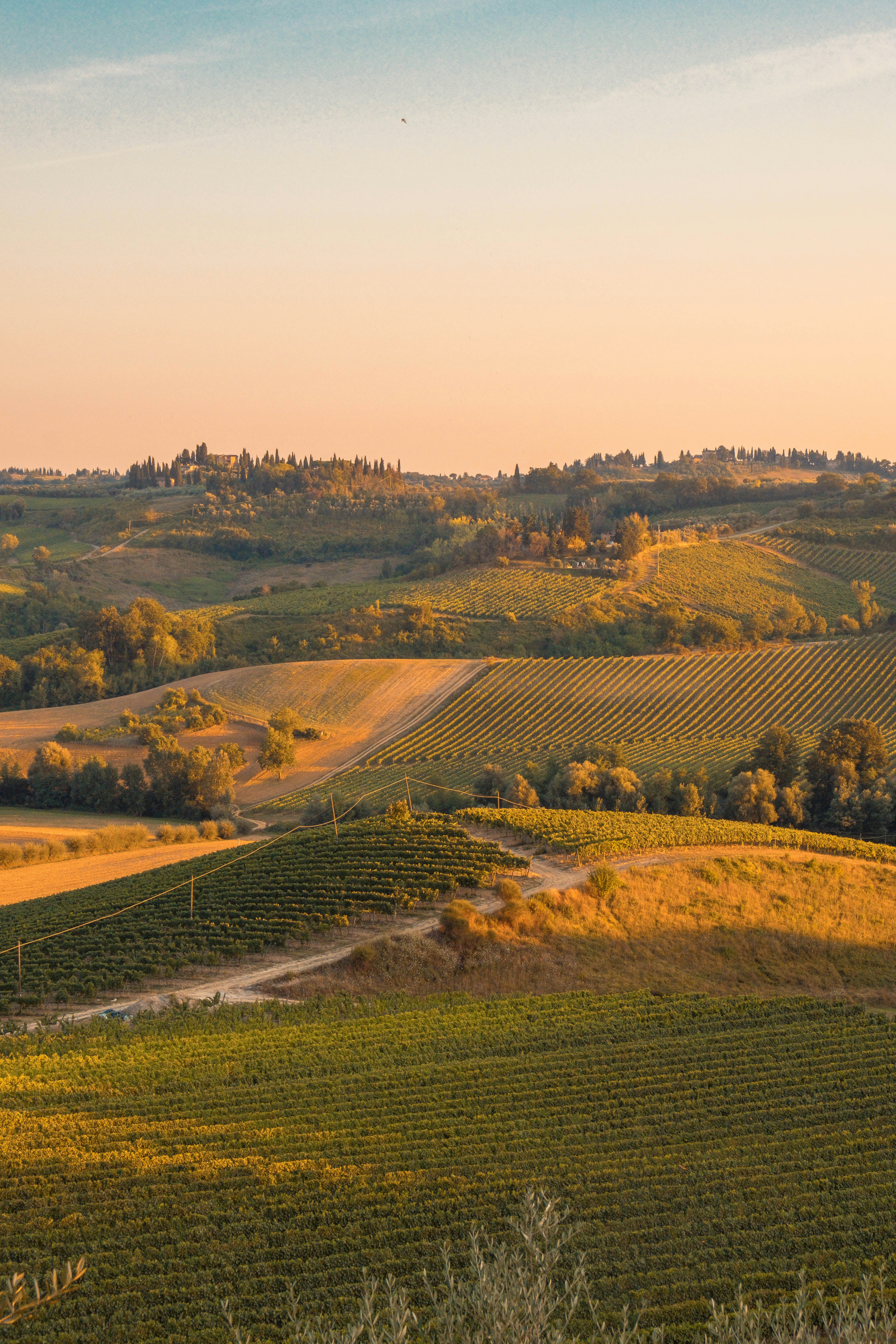 Vignoble de Provence